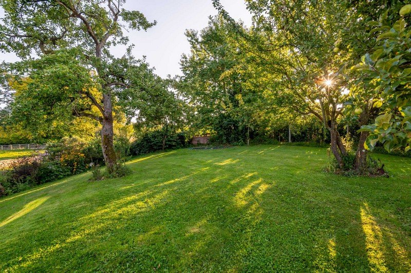 View of garden lawn with orchard trees and sunlight streaming through