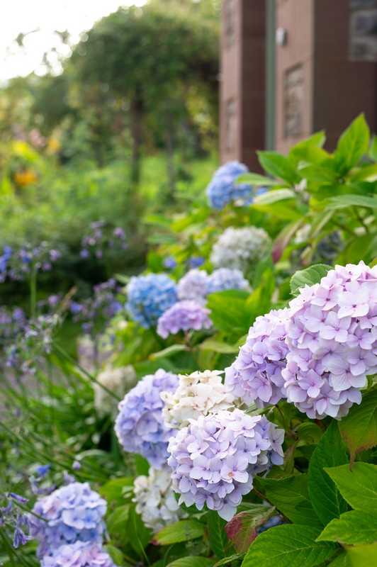 Hydrangeas in bloom in garden at front of house