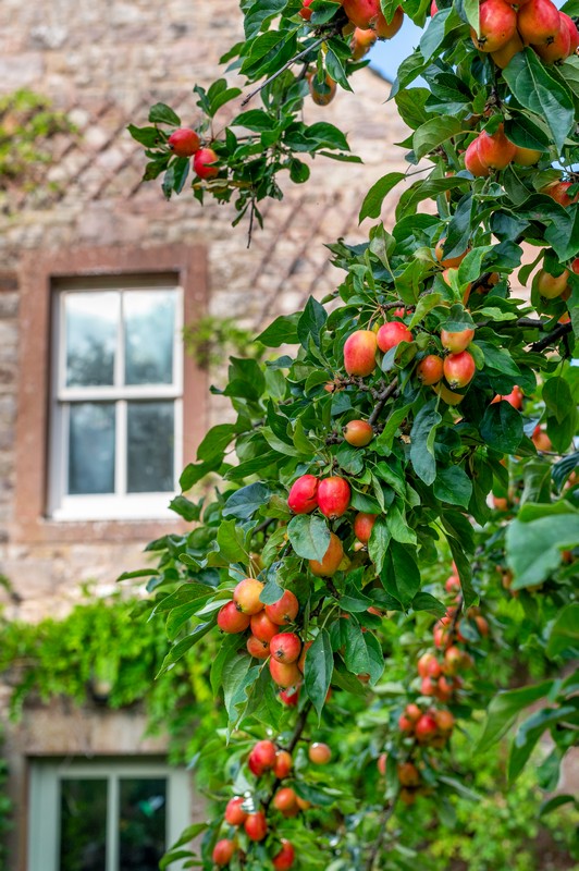 Ornamental apple tree bearing fruit at side of house