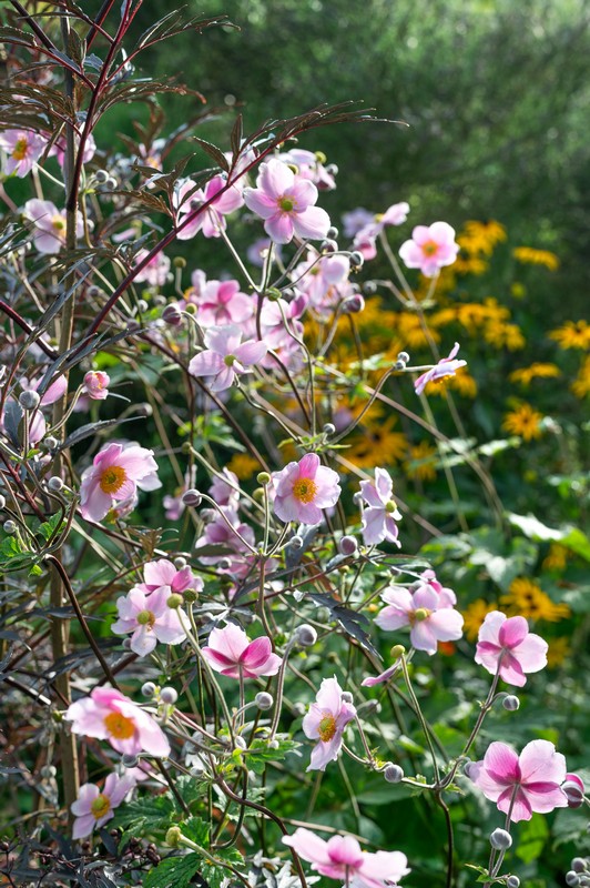Japanese Anemones in bloom in cottage flower beds